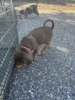 Light red, a male Catahoula Leopard Dog for sale in Hollister, CA – 3 of 3