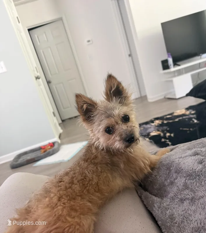 Louie – Yorkshire Terrier, Poodle - Standard  puppy for sale in Clinton, SC