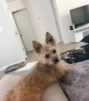 Louie, a male Yorkshire Terrier and Poodle - Standard  for sale in Clinton, SC – Photo 1 of 2