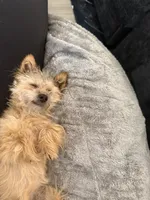 Louie, a male Yorkshire Terrier and Poodle - Standard  for sale in Clinton, SC – Photo 2 of 2