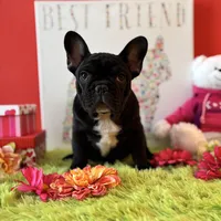 Baby boy, a male French Bulldog for sale in Oxford, PA – Photo 10 of 10