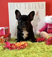 Baby boy, a male French Bulldog for sale in Oxford, PA – Photo 10 of 10