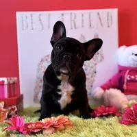 Baby boy, a male French Bulldog for sale in Oxford, PA – Photo 8 of 10