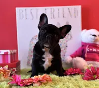 Baby boy, a male French Bulldog for sale in Oxford, PA – Photo 8 of 10