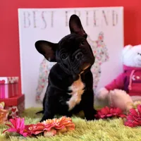 Baby boy, a male French Bulldog for sale in Oxford, PA – Photo 5 of 10