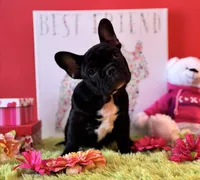 Baby boy, a male French Bulldog for sale in Oxford, PA – Photo 5 of 10