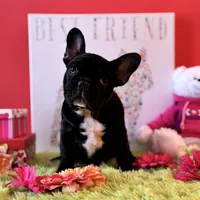 Baby boy, a male French Bulldog for sale in Oxford, PA – Photo 7 of 10