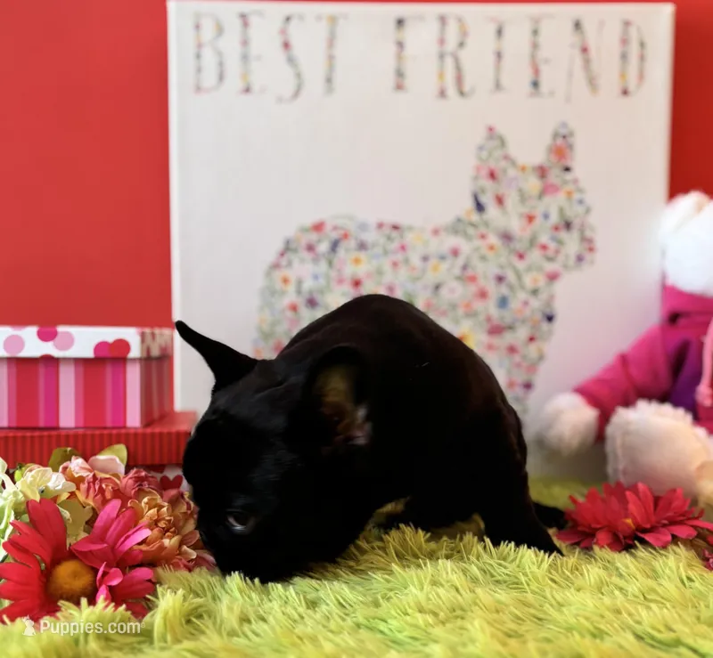 Baby boy, a male French Bulldog for sale in Oxford, PA – Photo 1 of 10