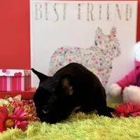 Baby boy, a male French Bulldog for sale in Oxford, PA – Photo 1 of 10