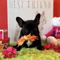 Baby boy, a male French Bulldog for sale in Oxford, PA – Photo 9 of 10