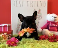 Baby boy, a male French Bulldog for sale in Oxford, PA – Photo 9 of 10