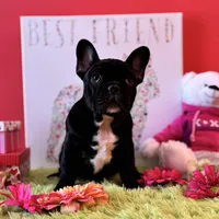 Baby boy, a male French Bulldog for sale in Oxford, PA – Photo 4 of 10