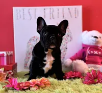 Baby boy, a male French Bulldog for sale in Oxford, PA – Photo 4 of 10