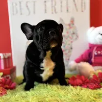 Baby boy, a male French Bulldog for sale in Oxford, PA – Photo 2 of 10
