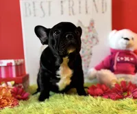 Baby boy, a male French Bulldog for sale in Oxford, PA – Photo 2 of 10