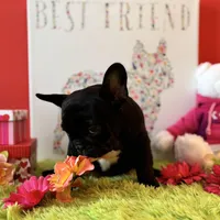 Baby boy, a male French Bulldog for sale in Oxford, PA – Photo 3 of 10