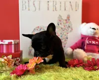 Baby boy, a male French Bulldog for sale in Oxford, PA – Photo 3 of 10