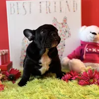 Baby boy, a male French Bulldog for sale in Oxford, PA – Photo 6 of 10