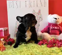 Baby boy, a male French Bulldog for sale in Oxford, PA – Photo 6 of 10