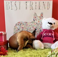 Baby Girl, a female French Bulldog for sale in Oxford, PA – Photo 2 of 9