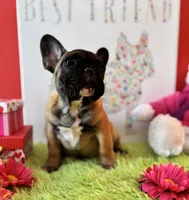 Baby Girl, a female French Bulldog for sale in Oxford, PA – Photo 5 of 9