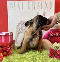 Baby Girl, a female French Bulldog for sale in Oxford, PA – Photo 9 of 9