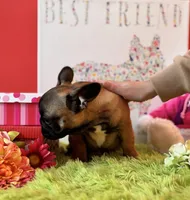 Baby Girl, a female French Bulldog for sale in Oxford, PA – Photo 4 of 9