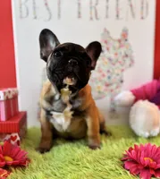 Baby Girl, a female French Bulldog for sale in Oxford, PA – Photo 6 of 9