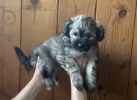 Anu, a female Shih Tzu for sale in Volcano, HI – 4 of 7