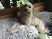 Anu, a female Shih Tzu for sale in Volcano, HI – 7 of 7