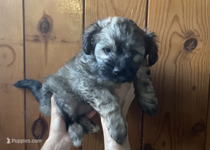 Anu – Shih Tzu puppy for sale in Volcano, HI
