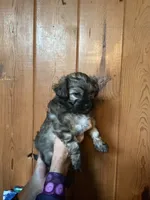 Anu, a female Shih Tzu for sale in Volcano, HI – 3 of 7