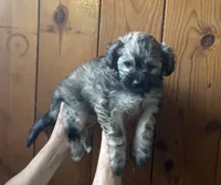 Anu, a female Shih Tzu for sale in Volcano, HI – 5 of 7