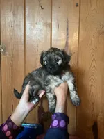 Anu, a female Shih Tzu for sale in Volcano, HI – 2 of 7