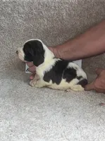 boy 3, a male English Springer Spaniel for sale in Calhoun, GA – 2 of 4
