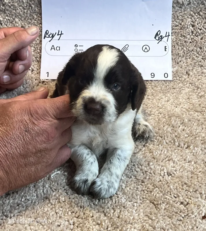 Boy 4 – English Springer Spaniel puppy for sale in Calhoun, GA