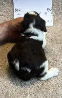 Boy2, a male English Springer Spaniel for sale in Calhoun, GA – 2 of 4