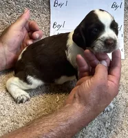 Boy1, a male English Springer Spaniel for sale in Calhoun, GA – 3 of 4
