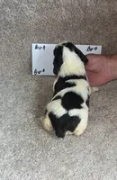 boy 4, a male English Springer Spaniel for sale in Calhoun, GA – 4 of 4