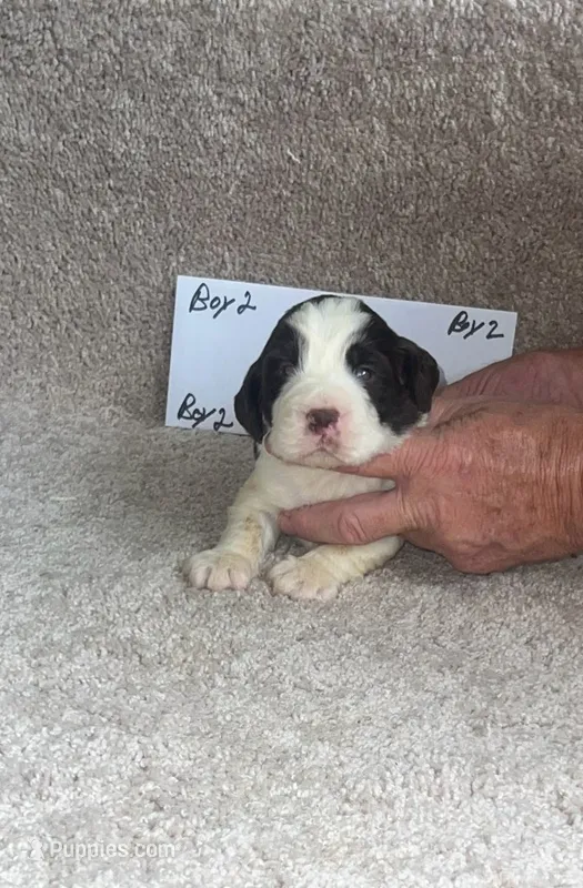 boy 2 – English Springer Spaniel puppy for sale in Calhoun, GA