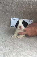 boy 2, a male English Springer Spaniel for sale in Calhoun, GA – 1 of 4