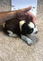 Boy5, a male English Springer Spaniel for sale in Calhoun, GA – 4 of 4