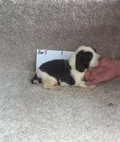 boy 3, a male English Springer Spaniel for sale in Calhoun, GA – 3 of 4