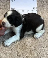 Boy2, a male English Springer Spaniel for sale in Calhoun, GA – 4 of 4