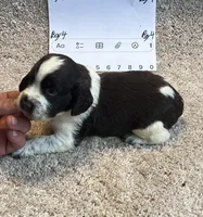 Boy 4, a male English Springer Spaniel for sale in Calhoun, GA – 4 of 4
