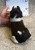 Boy 4, a male English Springer Spaniel for sale in Calhoun, GA – 3 of 4