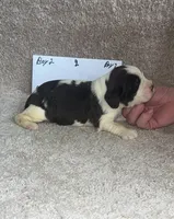 boy 2, a male English Springer Spaniel for sale in Calhoun, GA – 3 of 4
