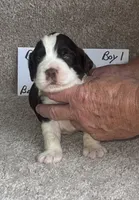 boy #1, a male English Springer Spaniel for sale in Calhoun, GA – 1 of 5