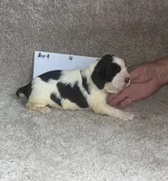 boy 4, a male English Springer Spaniel for sale in Calhoun, GA – 3 of 4