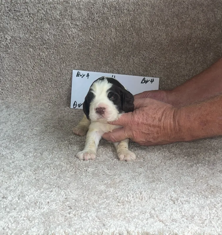 boy 4 – English Springer Spaniel puppy for sale in Calhoun, GA